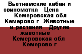  Вьетнамские кабан и свиноматка › Цена ­ 25 000 - Кемеровская обл., Кемерово г. Животные и растения » Другие животные   . Кемеровская обл.,Кемерово г.